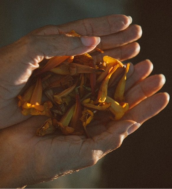 two hands open with dried flowers inside