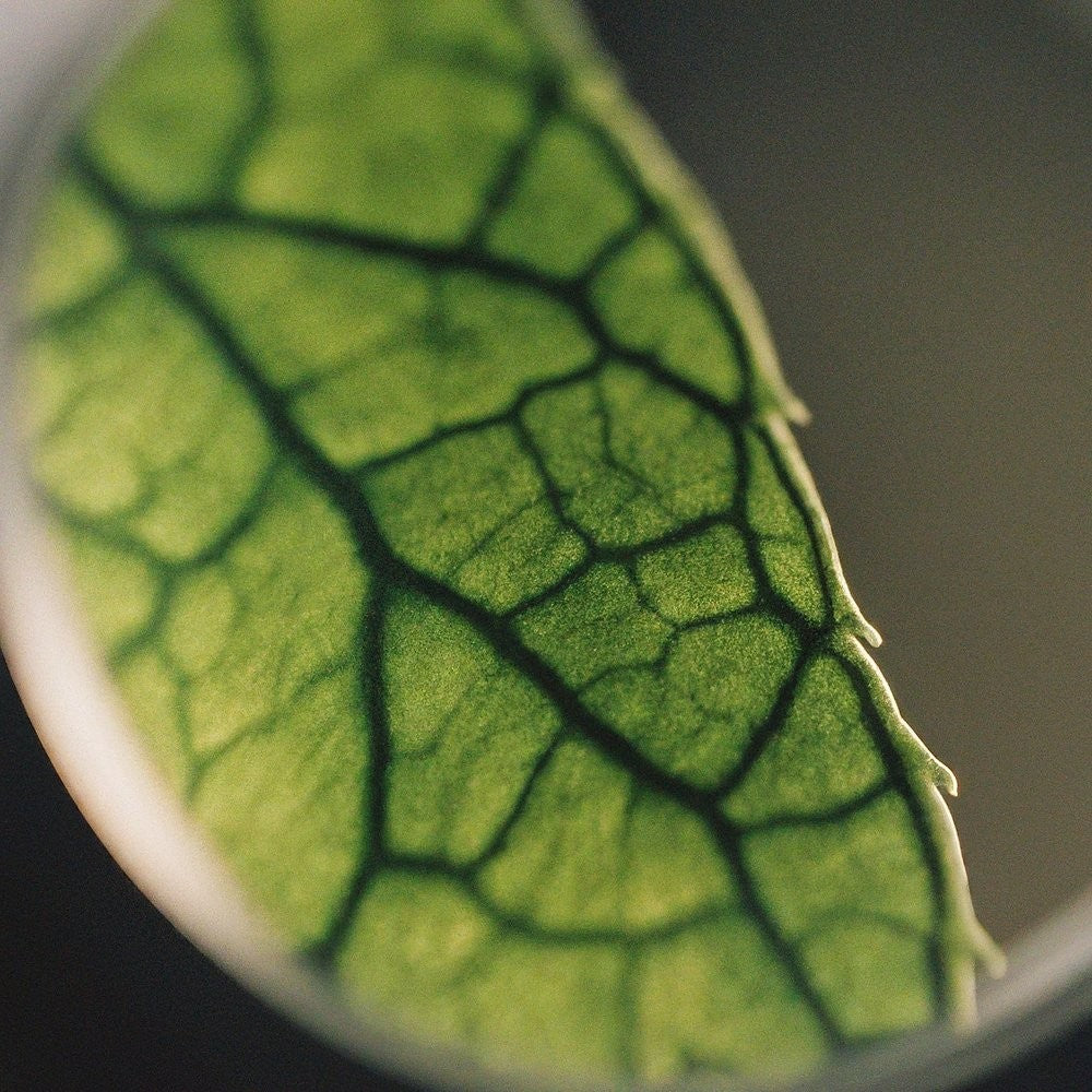close up of a leaf