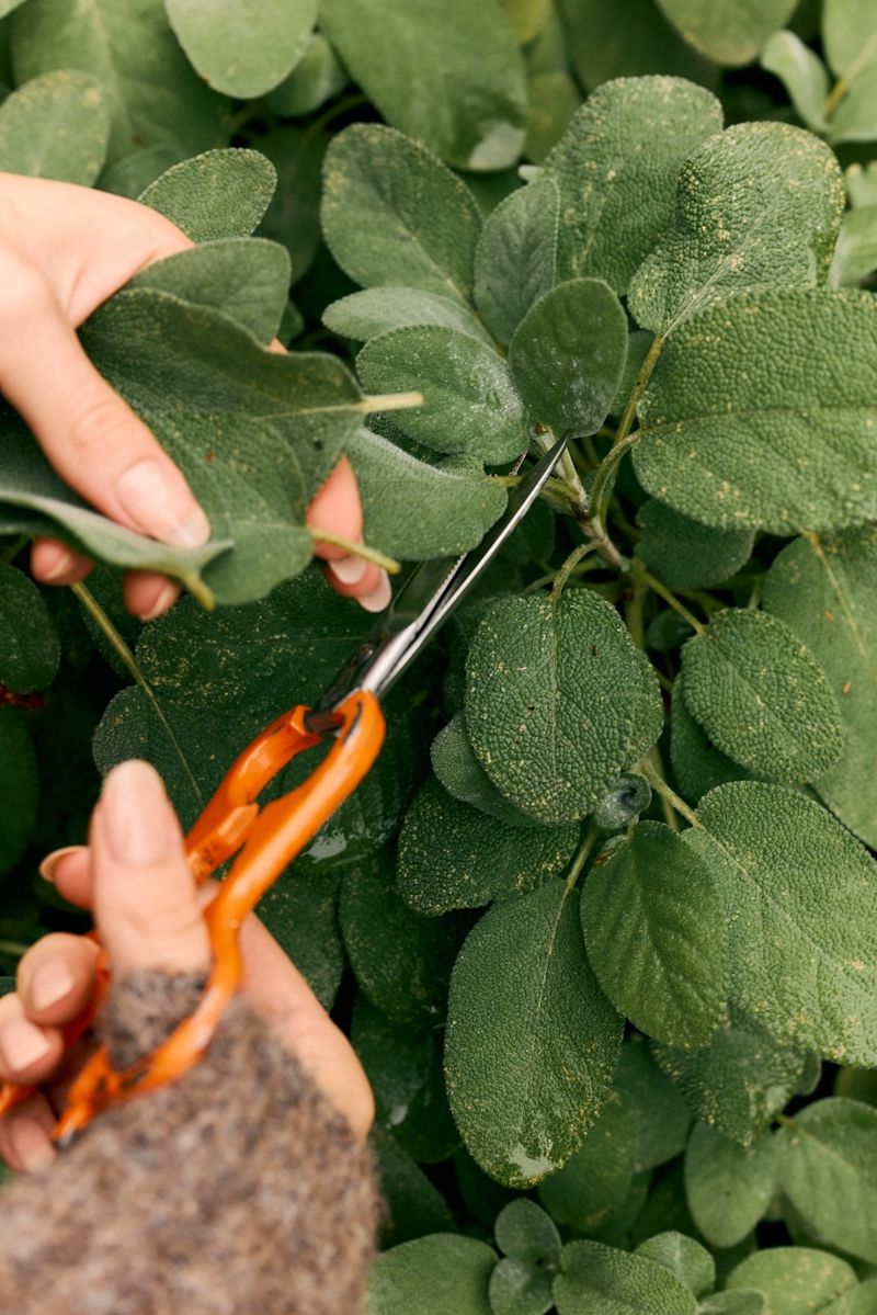 Hand in a herb bush with scissors cutting a leaf
